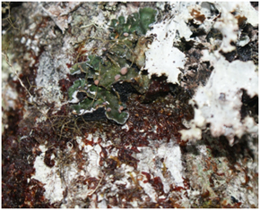 Lichen