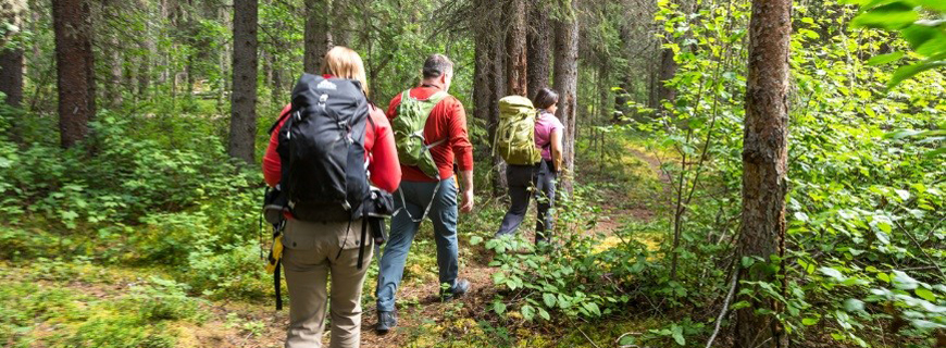 Three backpackers hike along a trail in the woods in a national park. 