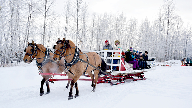 A group enjoying a sleigh ride through a snowy forest.