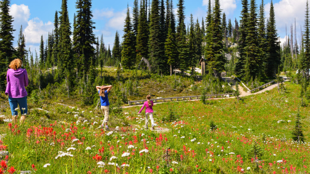 Trois membres d'une famille font de la randonnée parmi les fleurs sauvages colorées au sommet du Mont-Revestoke.