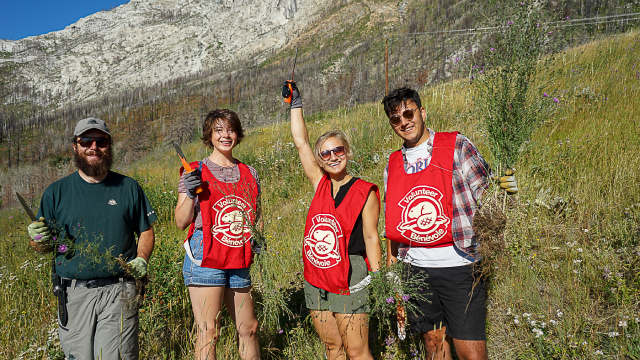 A staff member and three volunteers wearing red parks Canada vests help pull weeds. 