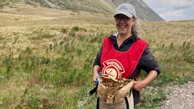 Une bénévole souriante porte un gilet rouge de Parcs Canada et transporte un sac brun pour y mettre les graines qu'elle collecte.