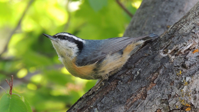 Un oiseau perché sur un arbre.