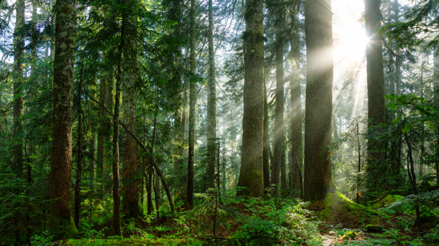 Les rayons du soleil filtrent à travers une forêt dense et luxuriante.
