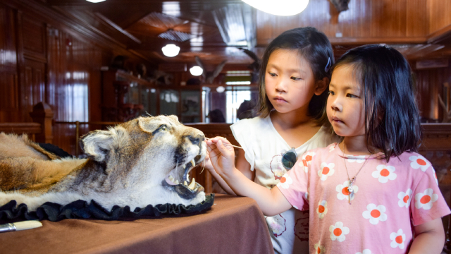 Two kids look at a taxidermy lion head in the museum. 