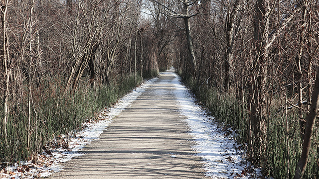 A wide trail lined with trees at Point Pelee National Park.