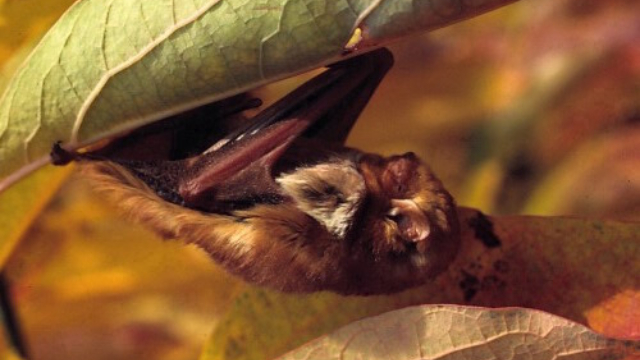 Close-up of a bat hanging upside down in between leaves.