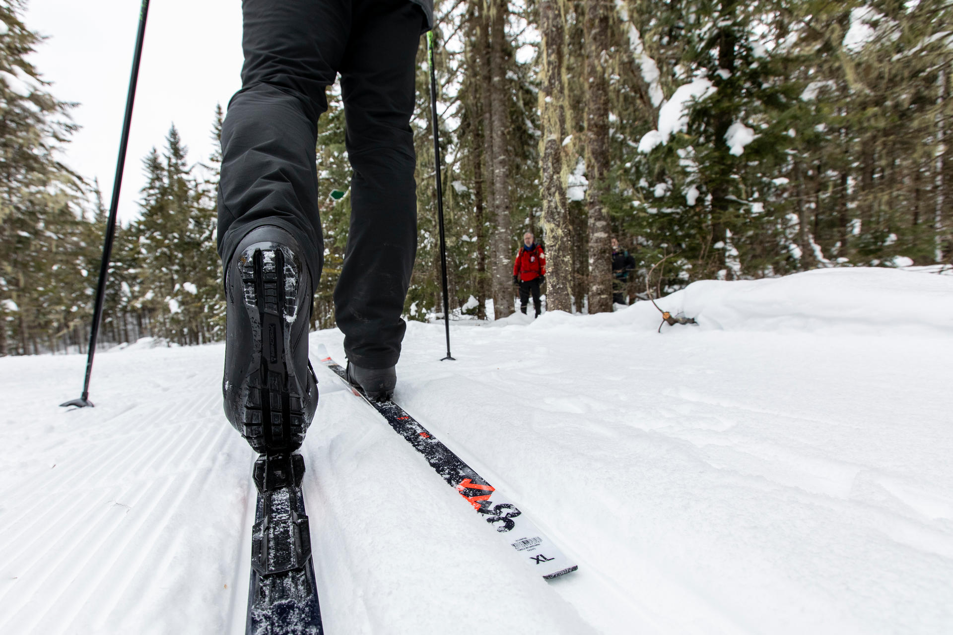 Des skieurs de fond sur une piste damée dans la forêt.