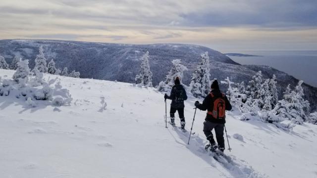 Des visiteurs se promènent dans une forêt enneigée lors d’une journée nuageuse.