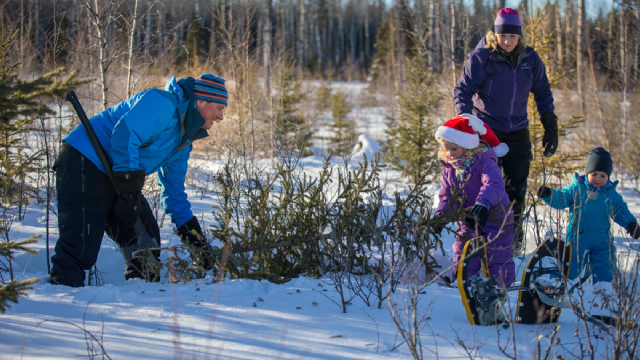 A family of 4 picks a christmas tree in the snow.