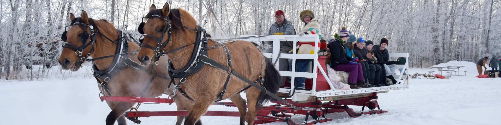 Two horses pulling a sleigh