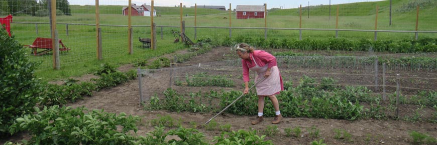 A Parks Canada guide dressed in a historic costume tends to the garden on a day with blue skies and white clouds, the various red farm buildings in the background. 