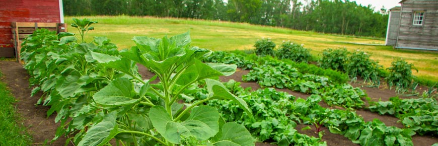 Lush garden rows in front of two historic buildings. 