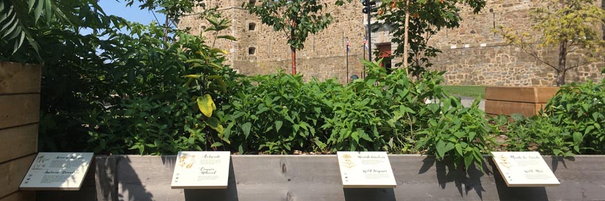 A garden filled with greenery with interpretive panels in front of a stone fort. 