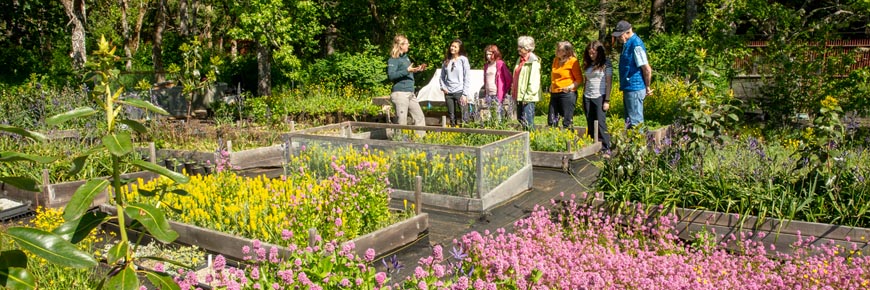 Visitors listen to a Parks Canada guide surrounded by plants, flowers and trees in the Garry Oak Learning Meadow. 