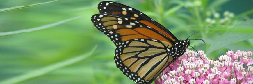 A monarch butterfly perched on milkweed.