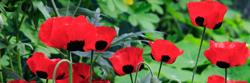 Red flowers with a black dot on the center, located in the garden at the Commissioner's Residence in Dawson.  