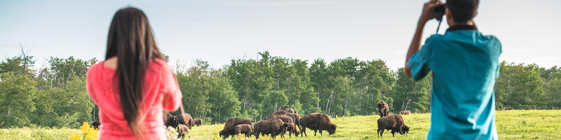 Deux visiteurs observent des bisons des plaines à la jumelle dans la boucle de l’enclos des bisons, parc national Elk Island.