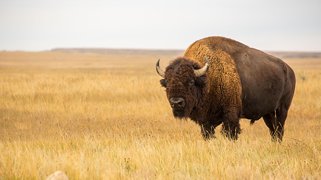 Un bison des plaines dans le parc national des Prairies.