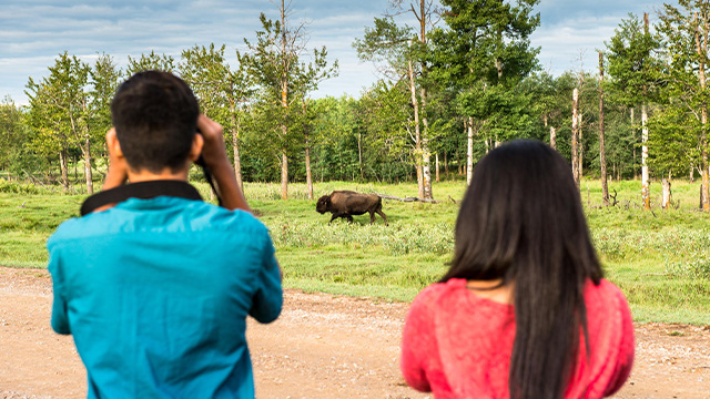 Des visiteurs observent un bison des plaines.