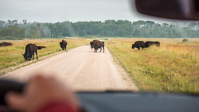 Visiteurs regardant les bisons traverser la route dans l’enclos des bisons.