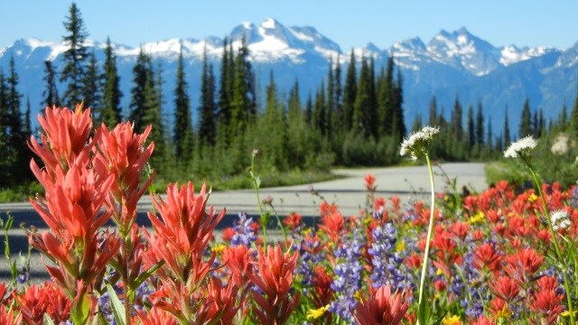 Une route asphaltée avec des montagnes à l’arrière-plan et des fleurs sauvages au premier plan.
