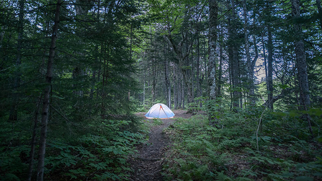 An internally illuminated tent at dusk in the forest at Fundy.