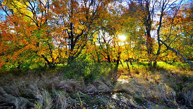 Trees displaying their autumn colours in Kejimkujik.