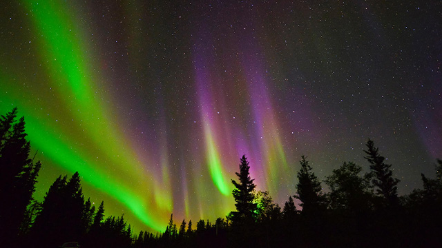 Des aurores boréales colorées dans le ciel nocturne au-dessus de la forêt.