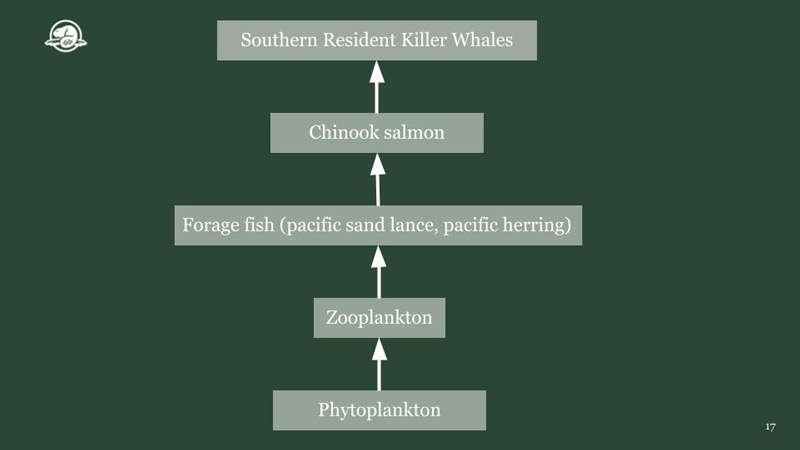 Simplified Southern Resident Killer Whale food  chain. Word boxes show phytoplankton at the  bottom of the food chain followed by  zooplankton, then forage fish (Pacific Sand Lance,  Pacific Herring), Chinook Salmon and then  Southern Resident Killer Whales at the top.