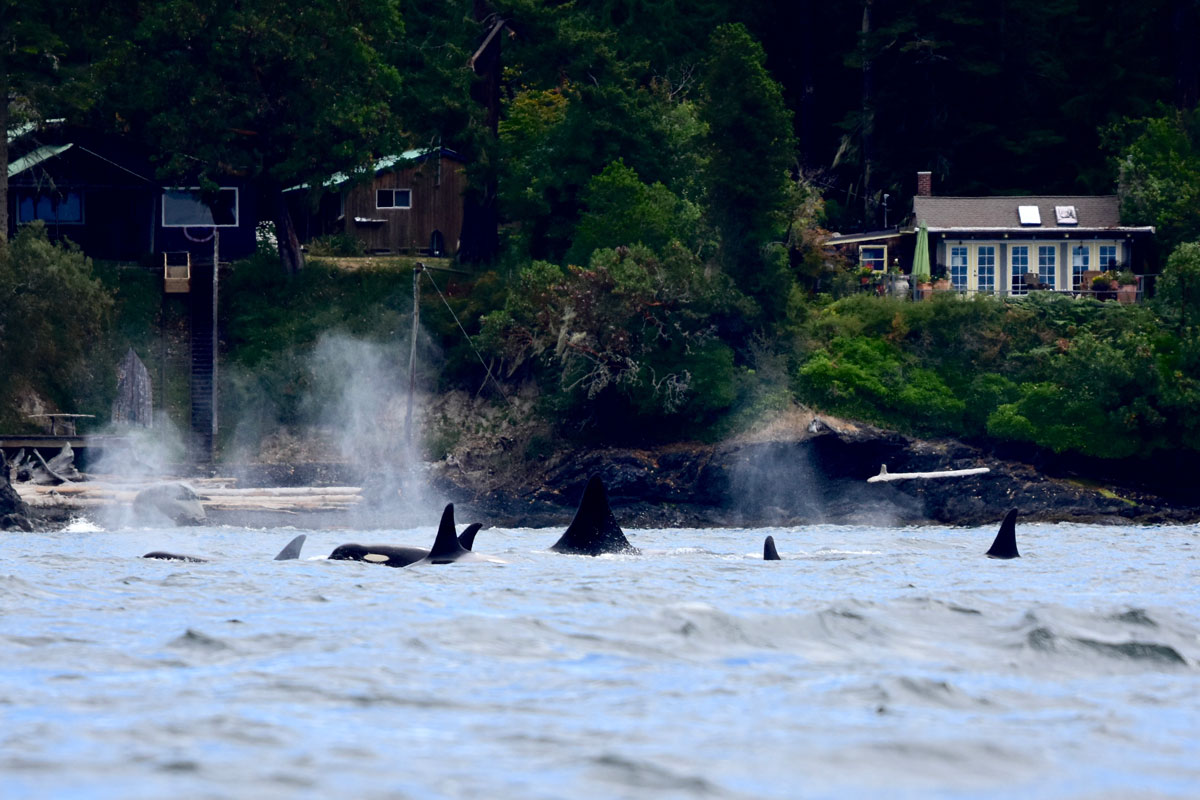 A group of killer whales swimming close to shore