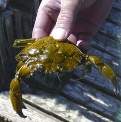 Close up of a hand holding a live European Green Crab over a wooden dock.