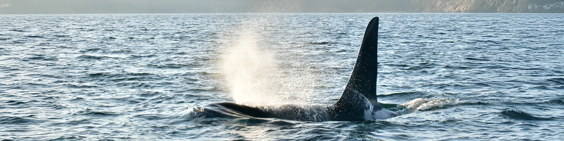 A southern resident killer whale