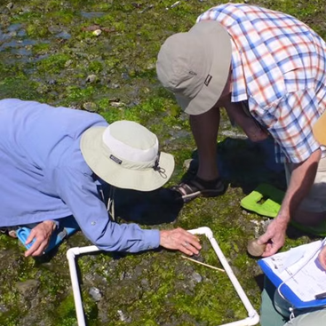 Two volunteers kneeling on the ground to survey and closely inspect intertidal life using a square transect for sampling, while one records observations on a clipboard