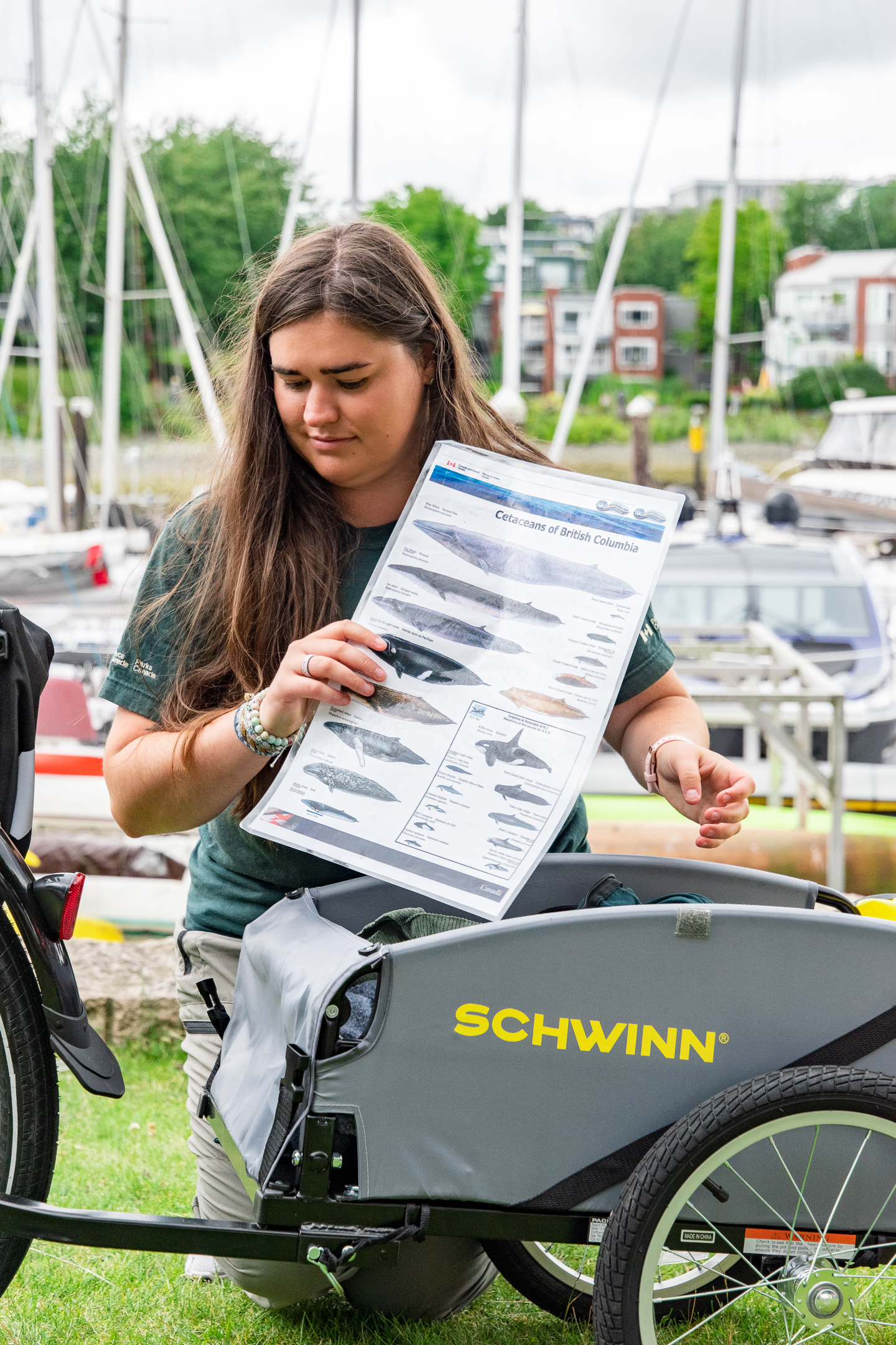 A parks Canada employee kneeling behind a bicycle trailer, holding up a poster of cetaceans found in BC. 