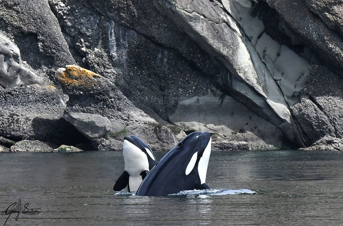 Two transient killer whales (T065A and T065A6) swim in calm water near a rocky shore.