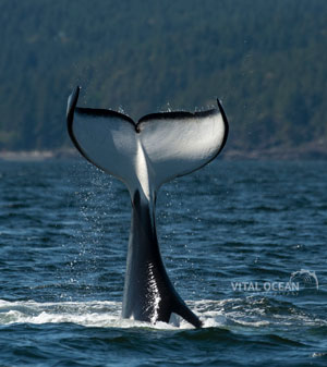 The tail of a killer whale sticking out of the water