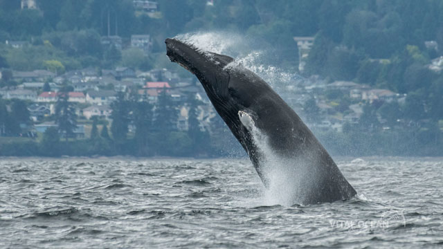 A whale jumping out of the water (breaching)