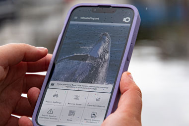 Screenshot of the BC Cetacean Sightings  Network’s “Report a Sighting” webpage