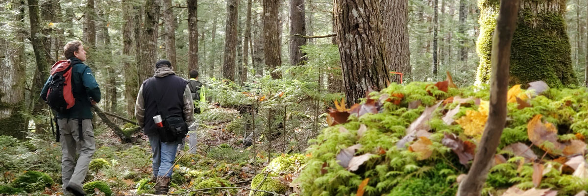 Three people walking through old growth hemlock forest.