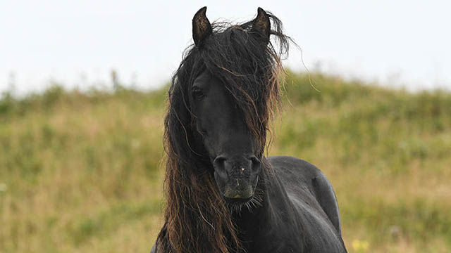 A black horse.