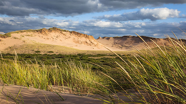 Sand dunes and tall grasses under a partly cloudy sky.