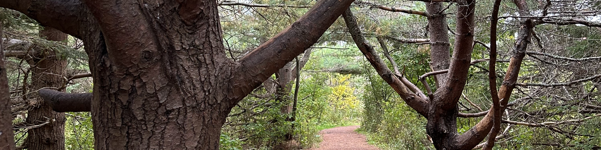 Des pins bordant un sentier au site patrimonial Green Gables.