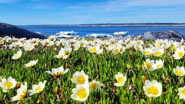 Des fleurs sauvages en bordure de la baie d’Hudson au lieu historique national du Fort-Prince-de-Galles.