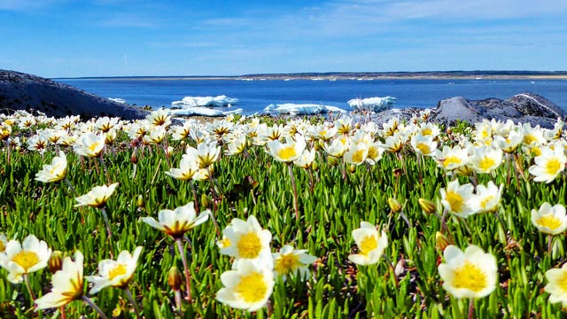 Wildflowers along Hudson Bay, in Prince of Wales Fort National Historic Site.