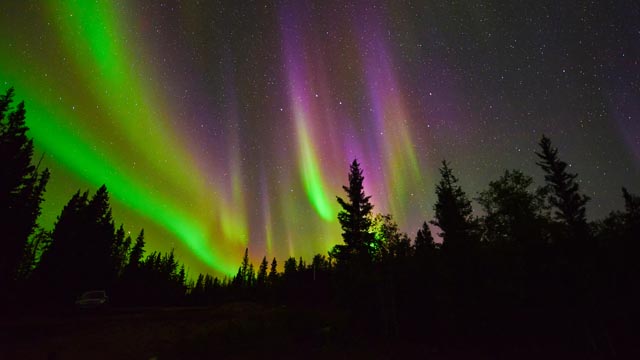 Green and purple Northern Lights above the forest at Wood Buffalo National Park.