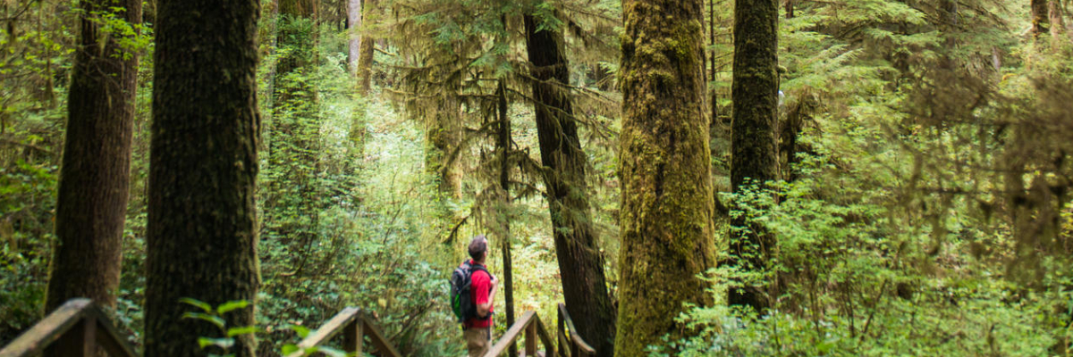 A visitor among the tall trees of the rainforest at Pacific Rim National Park Reserve