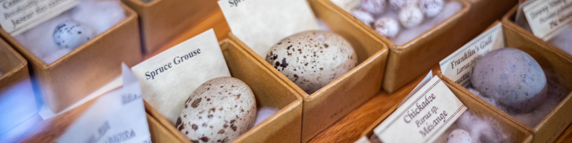 Bird eggs labeled and on a table
