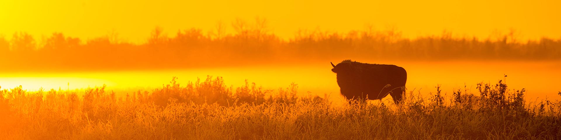 Un bison solitaire debout dans les prairies. Le soleil se couche, ce qui confère à la scène une intense lueur dorée.