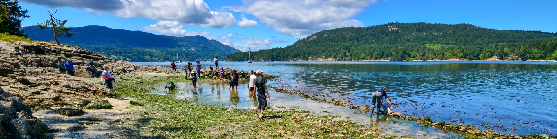 Coast Salish peoples walking along the beach removing kelp and sea lettuce. 